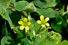Image result for Oxalis corniculata