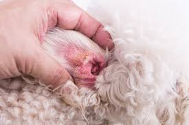 Image result for mold in the ear dog