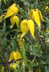 In the fall, its fluffy seed heads attract birds. Suncrest Nurseries Inc Search Our Plant Database