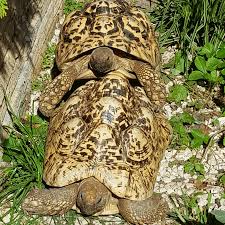 Ausgewachsene weibchen hingegen wiegen 1500 g bis 3000 g. Pantherschildkroten Geochelone Pardalis Babcocki In Regensburg Tiere Kleinanzeigen