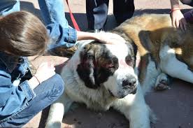 Astăzi celebrăm ziua internațională a câinelui și dorim să le transmitem adorabililor și jucăușilor noștri parteneri de drum blănoși la cât mai multe gustări savuroase și plimbări lungi și pline de aventură! AstÄƒzi Este Ziua MondialÄƒ A Cainelui Gazeta De Sud