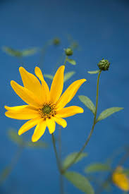Serene blue flowers are great for meditation gardens. Yellow Flower Blue Background Photograph By Matthias Hauser