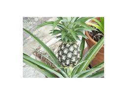 Escape suites at nonsuch bay. Mystery Black Pineapple