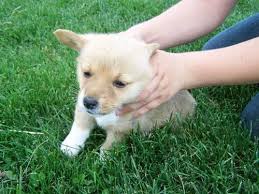 Corgi welsh puppies for sale. Akc Registered Pembroke Welsh Corgi Puppies For Sale In Rushville Indiana Classified Americanlisted Com