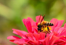 Maybe you would like to learn more about one of these? Inilah 10 Bunga Kesukaan Lebah Madu Dalam Penyerbukan 4muda Com