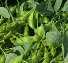 Welcome to the soja official store! Early Season Edamame 100 Seeds Organic Bio For Uk Eu Climate Soy Soya Soja Beans Ebay