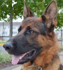 German shepherd puppy rescue virginia. Information