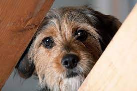 Trazodone For Dogs Can I Give My Dog Trazodone For Frazzled Nerves