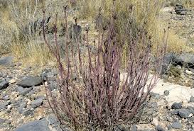 Image result for Kleinia longiflora