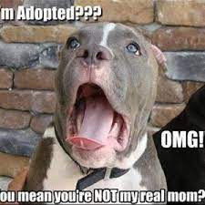 Explore our collection of motivational and famous quotes by authors you know and love. Funny Animal Pictures With Quotes For Facebook Relatable Quotes Motivational Funny Funny Animal Pictures With Quotes For Facebook At Relatably Com