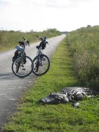 How much does it cost to rent a bike at shark valley? 610 Krokodile Ideen In 2021 Krokodile Tiere Krokodil