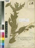 Image result for Carpolobia goetzei