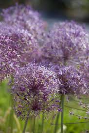 Allium are deer and rodent resistant and are easily grown in most soil types including clay. Everything You Need To Know About Ornamental Alliums Gardenista