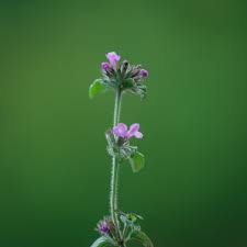 Image result for Clinopodium