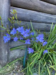 Image result for Aristea ecklonii