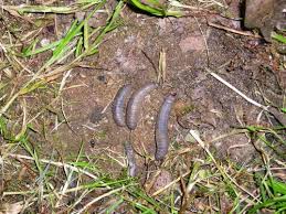 Dieser beitrag stammt von gärtnermeister hans löwer. Wiesenschnakenproblem Nutzliche Nematoden Helfen Gabot De