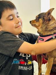 How to find a lost dog in Vallejo?