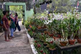Daftar hybrid & species katalog anggrek. Berburu Anggrek Di Taman Anggrek Ragunan Republika Online