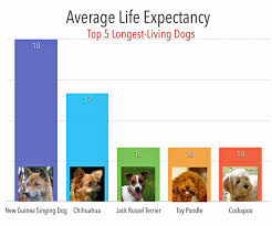 longest living dogs about morkies