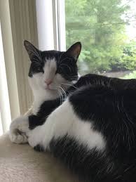 Black And White Tuxedo Cats Pin By Barbara Dorolek On Tuxedo Cats Beautiful Cats White Cats Cats And Kittens