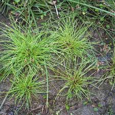 Image result for Eleocharis minuta