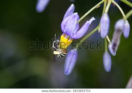 Image result for Lipotriche