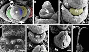 Image result for Hypolytrum goetghebeur