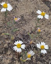 Image result for Asystasia glandulosa