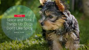 Dogs vigorously keep pace with deer as the top pest problem in flower gardens. 10 Helpful Ways To Keep Your Dog Out Of The Garden Pet Stop