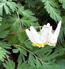 Image result for Fumariaceae