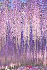 Maybe you would like to learn more about one of these? Wisteria Wisteria Planting Flowers Beautiful Gardens