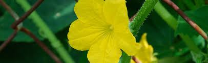 We did not find results for: Cucumber And Squash Blossoms Falling Off Plant Melinda Myers