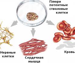 Kak Razbudit Omolodit I Napravit Svoi Stvolovye Kletki Dlya Lecheniya Serdca I Sosudov Ostanovit Starenie Cheloveka