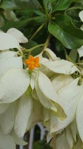 Image result for Centemopsis filiformis