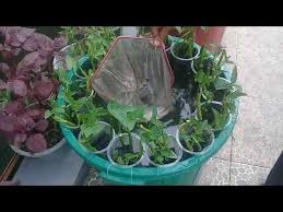 Teknik Menebar Ikan Dan Memberi Pakan Budidaya Ikan Dalam Ember Youtube Tanaman Kebun Sayur Kebun