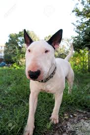 Maybe you would like to learn more about one of these? English Bull Terrier White Dog In Garden Outdoor A Beautiful Stock Photo Picture And Royalty Free Image Image 101730508