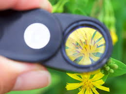 植物 観察 ルーペ