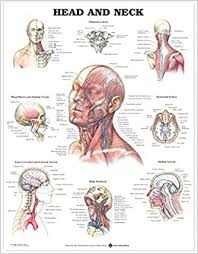 What are the 3 types of arteries? Buy Head And Neck Anatomical Chart Book Online At Low Prices In India Head And Neck Anatomical Chart Reviews Ratings Amazon In