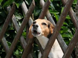 Hund Bellt Artgenossen An Was Kann Man Tun