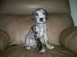 They are intelligent and easily trained. Great Dane Puppies In Florida