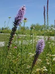 1.00 to 3.00 feet spread: Prairie Blazingstar Liatris Pycnostachya