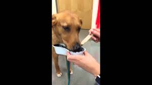 Dog Devours Activated Charcoal Like A Champ Youtube