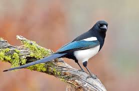 Blue bird with long tail. Birds With Long Tails