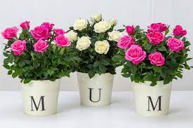 Check spelling or type a new query. Mother S Day Flowers 2018 Best Flower Delivery Deals To Treat Mum From M S Moonpig Next And More Mirror Online