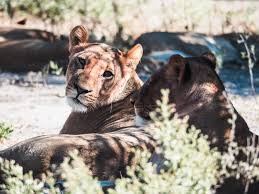 Check spelling or type a new query. Botswana Safari Im Moremi Game Reserve The Travelogue