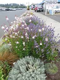 You might remember i ripped out all my lavender plants four months ago and replaced them with new plants. July 30 And 31 Work Lilies Tangly Cottage Gardening Journal