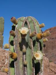 Se considera cactus a las suculentas pertenecientes a la familia cactaceae, y la forma más clara para reconocerlos (al menos eso dicen los botánicos) es que tienen. El Cardon Tambien Conocido Como Cactus Del Monte Plantas