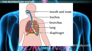 Anterior aspect of knee 2. The Physiology Of Human Language Speech Respiratory Phonatory Articulatory Systems Video Lesson Transcript Study Com