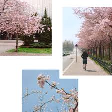 We did not find results for: Cherry Blossoms Spotted Top Five Viewing Spots In Berlin