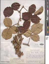 Image result for Rubus steudneri